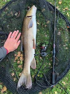 Barbel