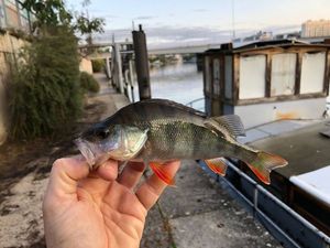 European Perch