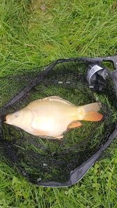 Mirror Carp