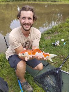 Koï Fish