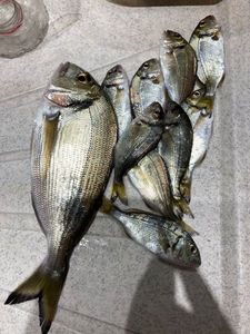 Gilthead Seabream