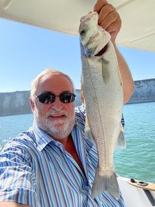European Bass (Seabass)