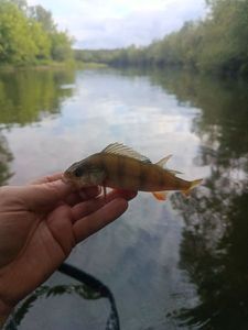 European Perch