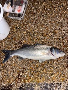 European Bass (Seabass)