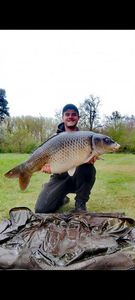 Common Carp