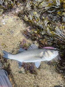 European Bass (Seabass)