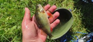 European Perch