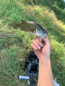 Smallmouth Bass