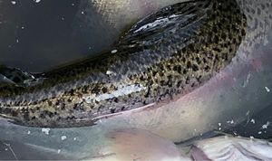 Rainbow Trout
