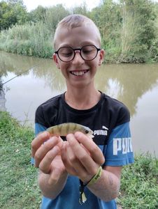 Green Sunfish