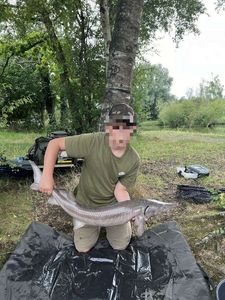 Sturgeon