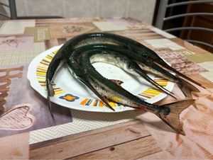 Garfish