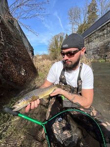 Brown Trout