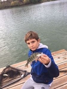 European Perch