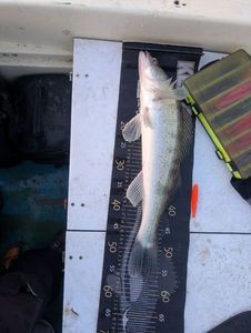 Zander