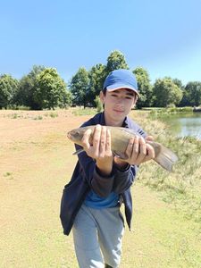 Tench