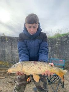Common Carp