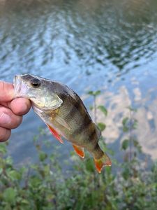 European Perch