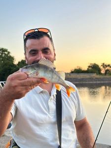 European Perch