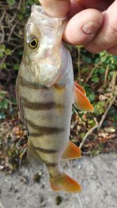 European Perch