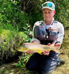 Brown Trout
