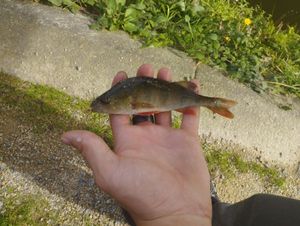 European Perch