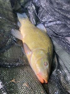 Tench