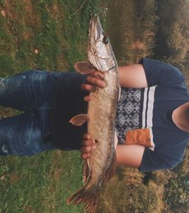 Northern Pike