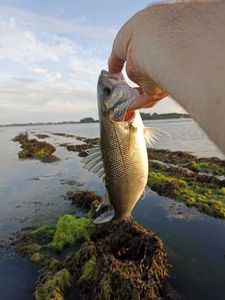 European Bass (Seabass)