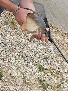 Leather Carp