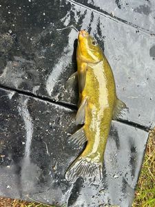 Tench