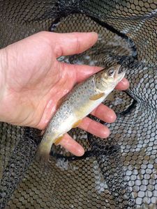 Brown Trout