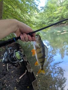 European Perch