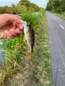European Perch