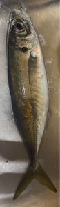 Mediterranean Horse Mackerel