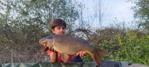 Common Carp