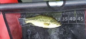 Smallmouth Bass