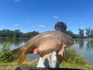 Mirror Carp