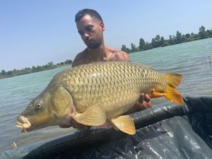 Common Carp