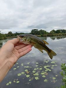 Largemouth Bass