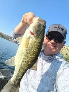 Largemouth Bass