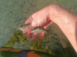 European Perch