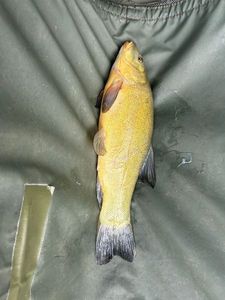 Tench