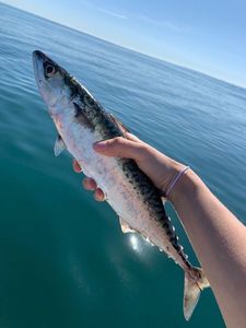 Mackerel