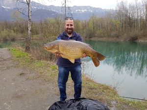 Common Carp