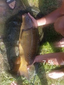 Mirror Carp