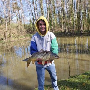 Common Carp