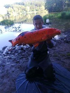 Common Carp