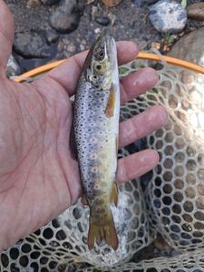 Brown Trout