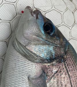 Black Seabream